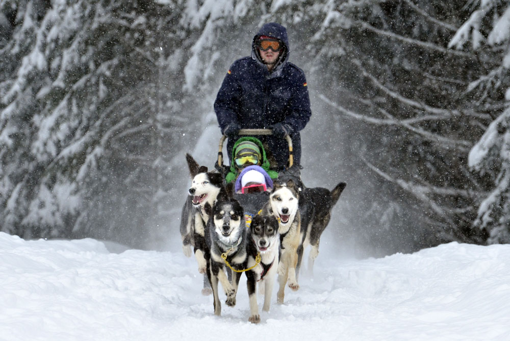 Dog sledding