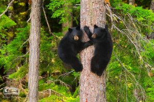 Two black bear cubs in a tree