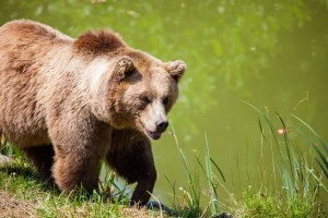 A grizzly bear near a lake