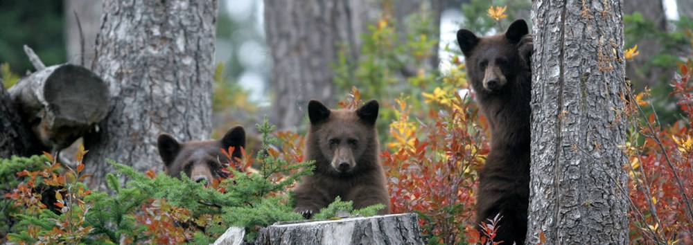 3 baby bears in the woods