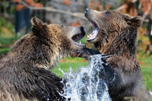 two bears fight in water