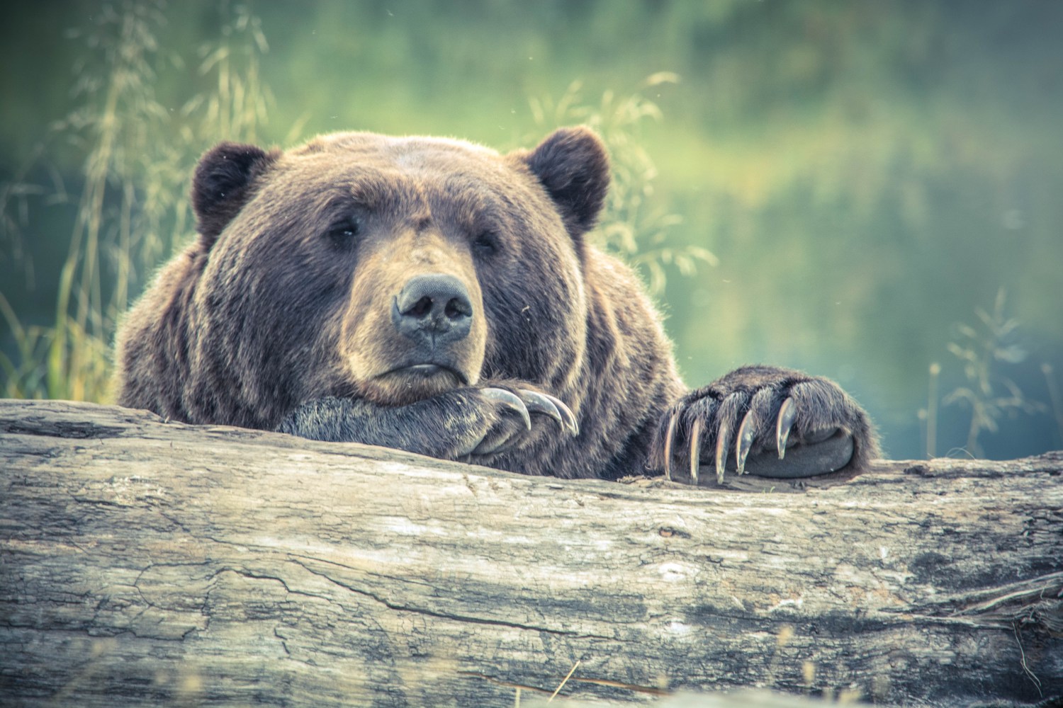 Bear on a log
