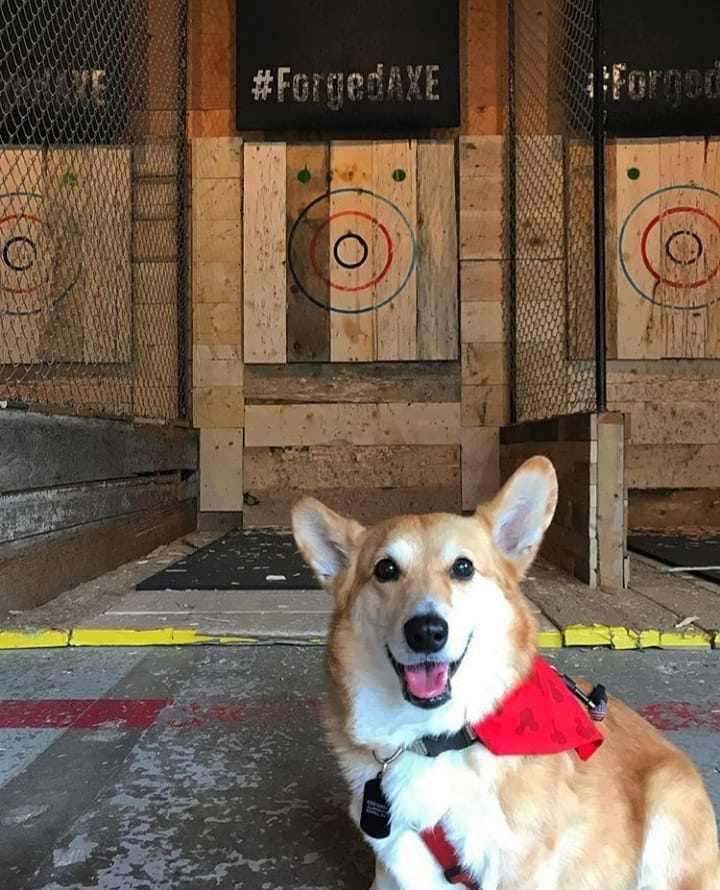 a dog sitting in front of a building