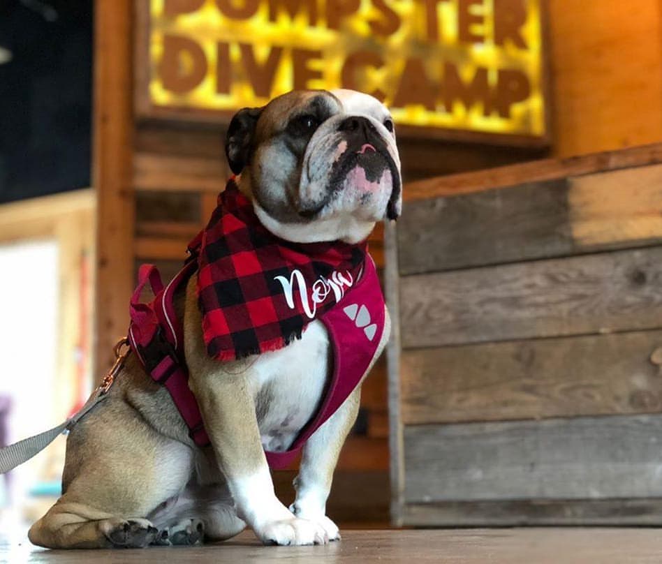 a dog wearing a costume