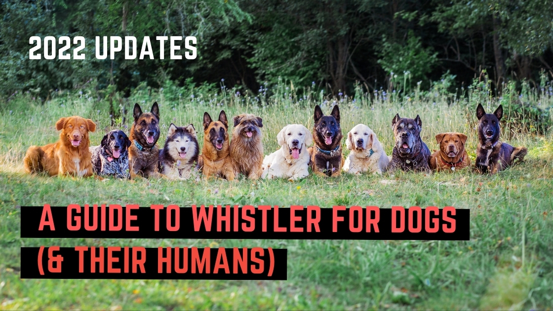 Forged Whistler dog friendly a herd of dogs sitting a grassy field