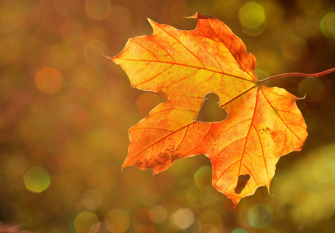 Canadian Maple leaf