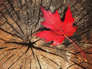 Red maple leaf on tree stump