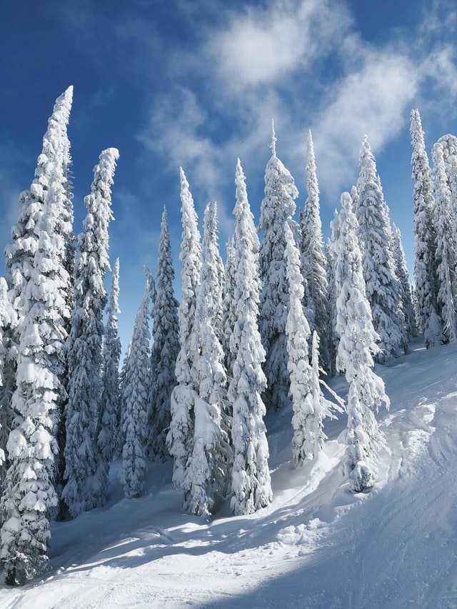 a snow covered slope with snow covered trees, alpine