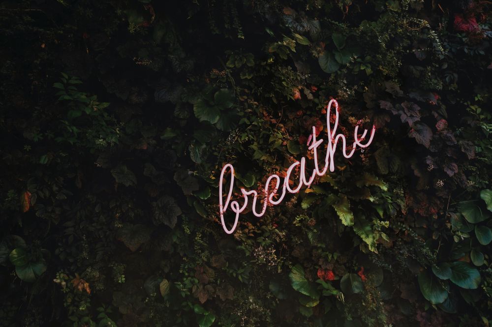 A wall of ivy, with an illuminated sign saying breathe in the middle
