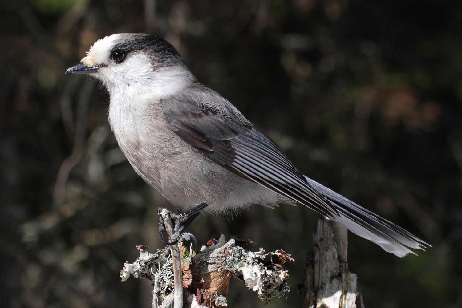 Whiskey Jack alpine bird common on ski hills
