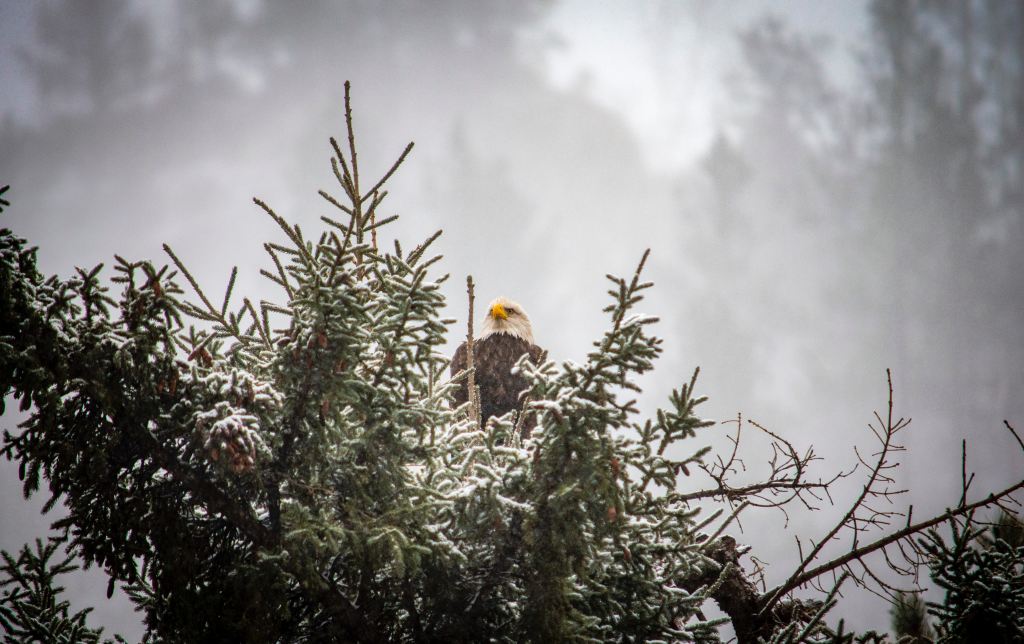 Bald eagle sitting in a snowy tree