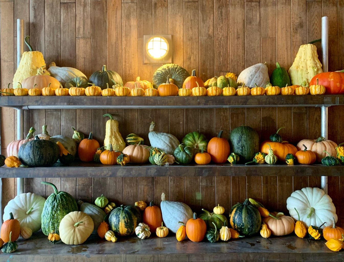 Pumpkins on shelves at North Arm Farm pemberton